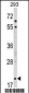 MOBP Antibody (N-term)